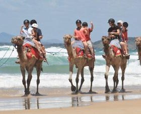 Camel Rides with Coffs Coast Camels