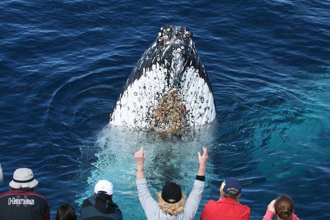 Whale Watching Tour in Gold Coast