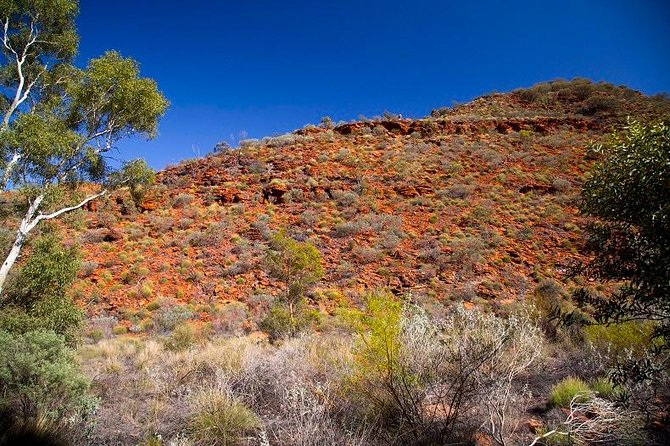 Palm Valley 4WD Tour from Alice Springs