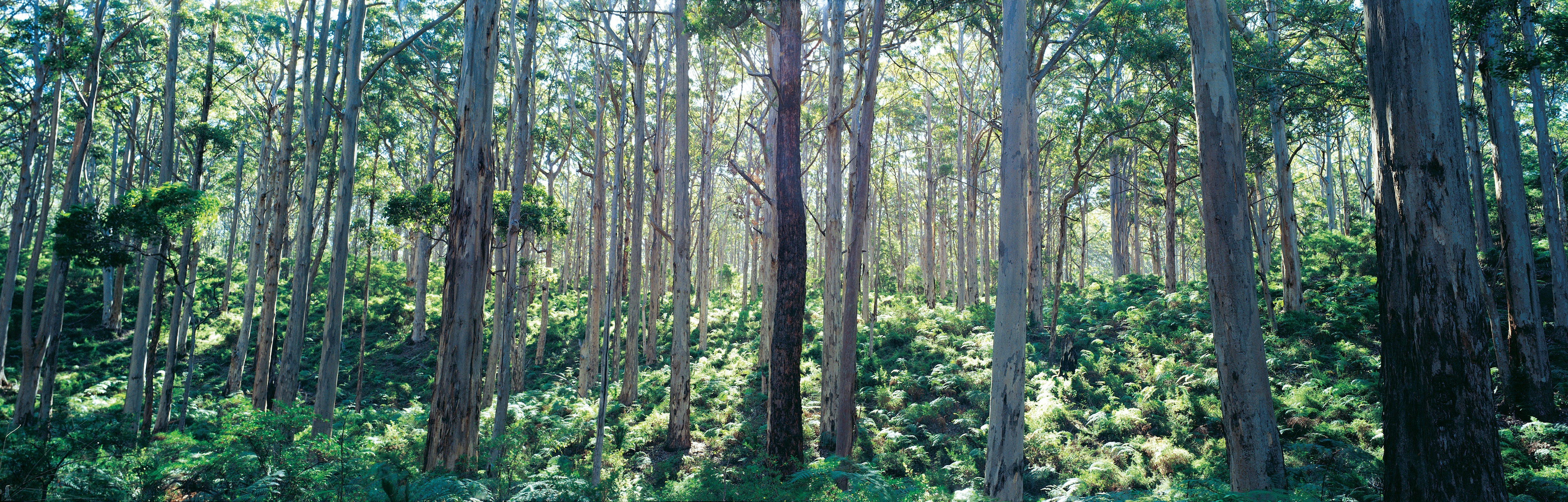 Southern Forests